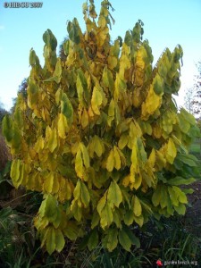 Bananier Pawpaw trilobate la (banan) Bananier Pawpaw trilobate, pentru