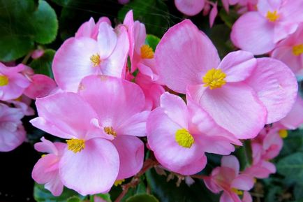 de îngrijire la domiciliu Begonia, secretele de cultivare a camerei de flori (acasă) de îngrijire la domiciliu Begonia, secretele de cultivare a camerei de flori