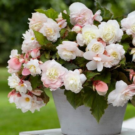 de îngrijire la domiciliu Begonia, secretele de flori de interior în creștere (Begonia) de îngrijire la domiciliu Begonia, secretele de cultivare a camerei de flori