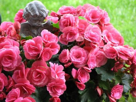 de îngrijire la domiciliu Begonia, secretele de cultivare a camerei de flori (de îngrijire) de îngrijire la domiciliu Begonia, secretele de cultivare a camerei de flori
