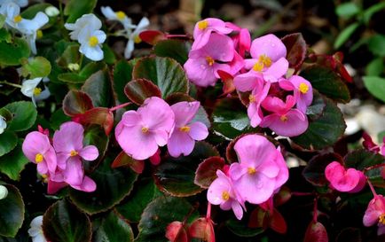 de îngrijire la domiciliu Begonia, secretele de cultivare a camerei de flori (condiții) de îngrijire la domiciliu Begonia, secretele de cultivare a camerei de flori