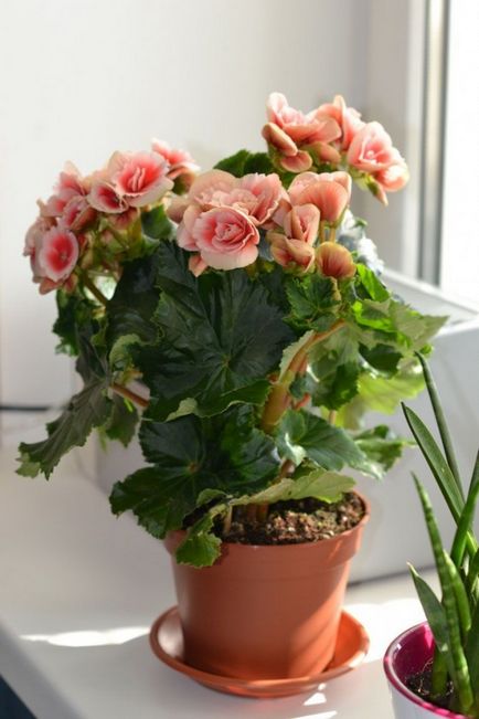 de îngrijire la domiciliu Begonia, secretele de cultivare a camerei de flori (condiții) de îngrijire la domiciliu Begonia, secretele de cultivare a camerei de flori