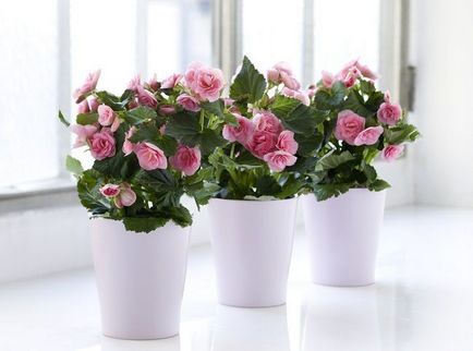 de îngrijire la domiciliu Begonia, secretele de cultivare a camerei de flori (condiții) de îngrijire la domiciliu Begonia, secretele de cultivare a camerei de flori