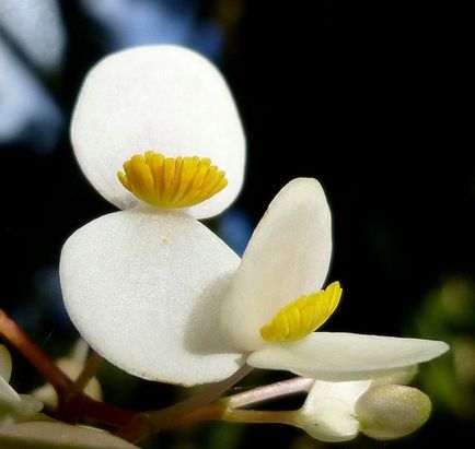 de îngrijire la domiciliu Begonia, secretele de cultivare a camerei de flori (de îngrijire) de îngrijire la domiciliu Begonia, secretele de cultivare a camerei de flori
