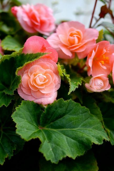 de îngrijire la domiciliu Begonia, secretele de cultivare a camerei de flori (acasă) de îngrijire la domiciliu Begonia, secretele de cultivare a camerei de flori