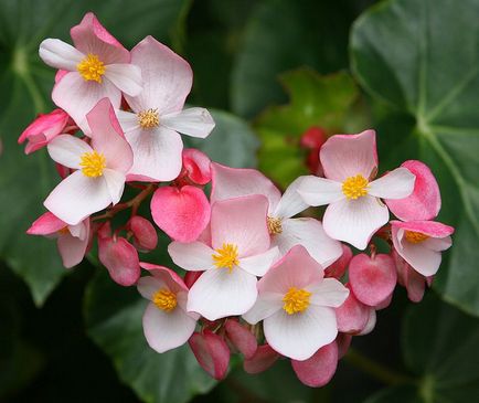 de îngrijire la domiciliu Begonia, secretele de cultivare a camerei de flori (de îngrijire) de îngrijire la domiciliu Begonia, secretele de cultivare a camerei de flori