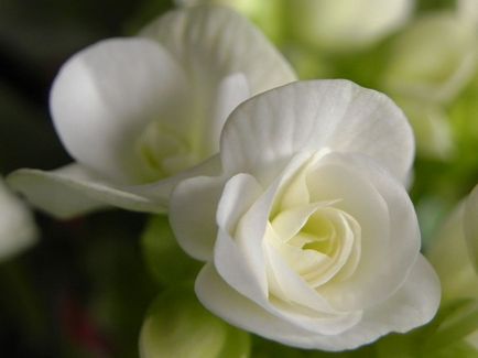de îngrijire la domiciliu Begonia, secretele de cultivare a camerei de flori (acasă) de îngrijire la domiciliu Begonia, secretele de cultivare a camerei de flori