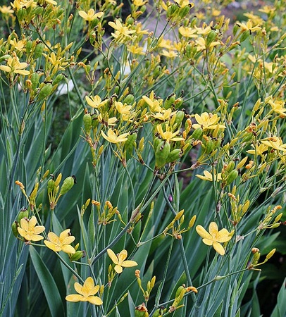 Iris cultivarea Domestica a semințelor într-un teren deschis (înainte de semănat răsaduri) cultivarea Domestica Iris de semințe într-un teren deschis