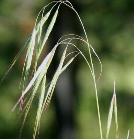 Inermis de foc (iarbă) de plantare și întreținere (iarbă) Inermis de foc (iarbă) de plantare și îngrijire