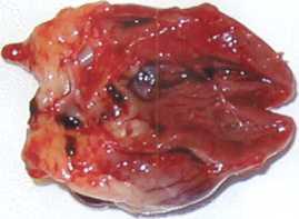 Caracteristici biologice ale păsărilor de curte (biologice) Caracteristici biologice ale păsărilor