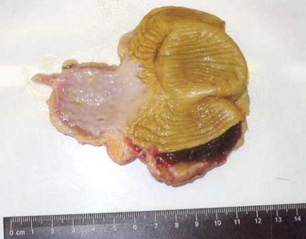 Caracteristici biologice ale păsărilor de curte (biologice) Caracteristici biologice ale păsărilor