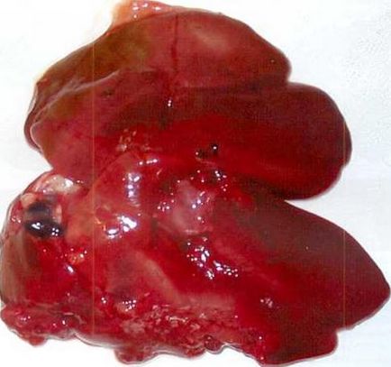 Caracteristici biologice ale păsărilor de curte (în special) Caracteristici biologice ale păsărilor