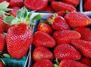 Afaceri pentru căpșuni în sat, planul de cultivare - sat de afaceri (business) Afaceri pentru căpșuni în sat, planul de cultivare - sat de afaceri