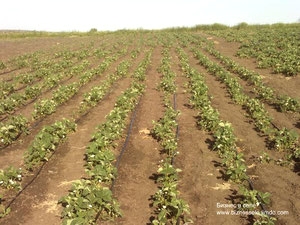 Afaceri pentru căpșuni în sat, planul de cultivare - sat de afaceri (planul) Afaceri pentru căpșuni în sat, planul de cultivare - sat de afaceri