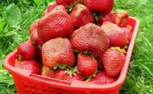 Afaceri pentru căpșuni în sat, planul de cultivare - sat de afaceri (planul) Afaceri pentru căpșuni în sat, planul de cultivare - sat de afaceri