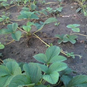Afaceri pentru căpșuni în sat, planul de cultivare - sat de afaceri (planul) Afaceri pentru căpșuni în sat, planul de cultivare - sat de afaceri