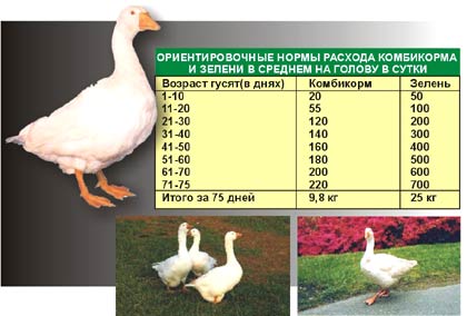 Plan de afaceri pentru creșterea și ridicarea de gâște la domiciliu (în creștere) Plan de afaceri pentru creșterea și ridicarea de gâște la domiciliu
