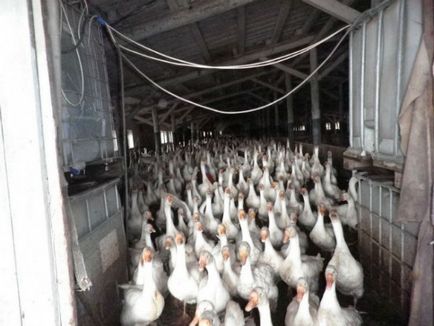 Planul de afaceri de gâște de reproducere (o serie de avantaje) Planul de afaceri de gâște de reproducție