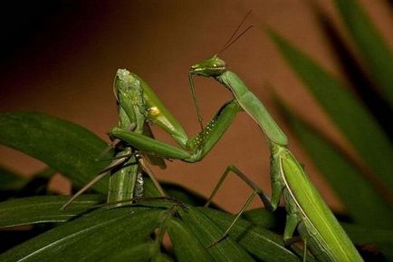 Călugărița - o insectă unică (mantis) Călugărița - o insectă unică
