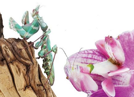 Călugărița - o insectă unică (mantis) Călugărița - o insectă unică
