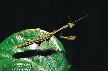 Călugărița - o insectă unică (mantis) Călugărița - o insectă unică