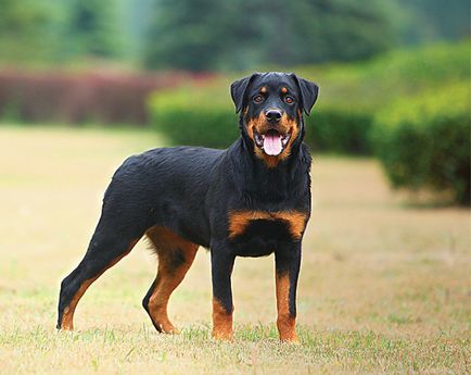Boxer si colegii sai - zooinform Oras (Dimensiuni Inaltime greabăn masculi) Boxer și colegii săi de clasă - zooinform oraș