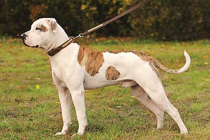 Boxer si colegii sai - zooinform Oras (Dimensiuni Inaltime greabăn masculi) Boxer și colegii săi de clasă - zooinform oraș