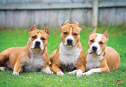 Boxer si colegii sai - zooinform City (Withers, dimensiuni înălțime) Boxer și colegii săi de clasă - zooinform oraș