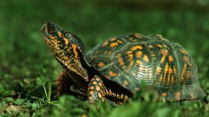 Boala de ochi în broască țestoasă (purulenta plută hiperemie) Boala în ochi țestoase