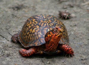 Boala de ochi în broască țestoasă (purulenta plută hiperemie) Boala în ochi țestoase