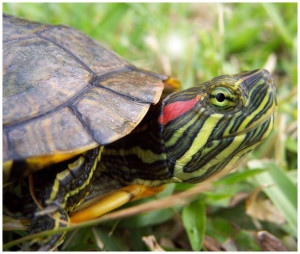 Boala de ochi în broască țestoasă (boală) Boala în ochi țestoase