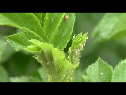 Boli si daunatori de trandafiri fotografii, descrierea și controlul mijloacelor prin care se pot ocupa (lupta) Boli si daunatori de trandafiri fotografii, descrierea și controlul mijloacelor prin care pot procesa