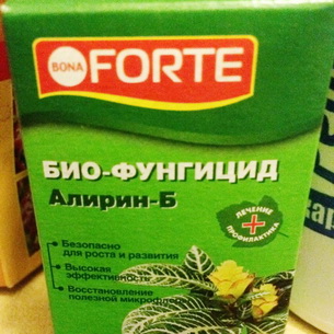 Boli si daunatori pe imagine, descriere și control al mijloacelor prin care pot fi prelucrate (boala) Boli si daunatori de trandafiri fotografii, descrierea și controlul mijloacelor prin care pot procesa