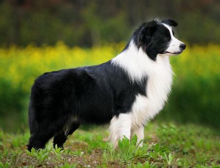 Border Collie (border collie) (collie) Border Collie (border collie)