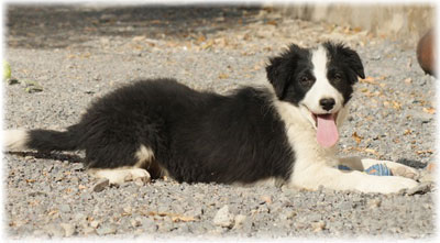 Border Collie fotografie, descriere rasa, recenzii ale proprietarilor, boala și de nutriție