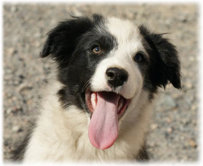 Border Collie fotografie, descriere rasa, recenzii ale proprietarilor, boli și nutriție (boli) Border Collie fotografie, descriere rasa, recenzii ale proprietarilor, boala și de nutriție