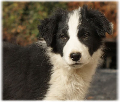 Border Collie fotografie, descriere rasa, recenzii ale proprietarilor, boli și nutriție (descriere) Border Collie fotografie, descriere rasa, recenzii ale proprietarilor, boala și de nutriție