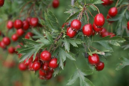 Crataegus sanguinea util și proprietăți medicinale, utilizarea tinctură de păducel (care este preparată din păducel) Crataegus sanguinea util și proprietăți medicinale, utilizarea tinctură de păducel