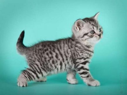 Pisica British Shorthair - Descriere rasa, poze (cat British Shorthair) Pisica British Shorthair - descriere rasa, fotografie