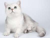 Shorthair cat britanic - descriere rasa, fotografii (British Shorthair) Pisica British Shorthair - descriere rasa, fotografie