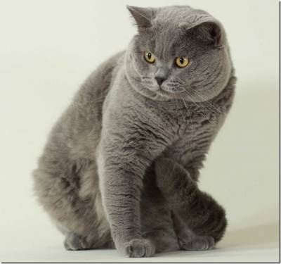 Shorthair cat britanic - descriere rasa, fotografii (British Shorthair) Pisica British Shorthair - descriere rasa, fotografie