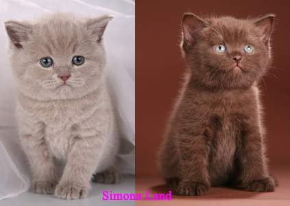 Pisica British Shorthair - Descriere rasa, poze (Shorthair) Pisica British Shorthair - descriere rasa, fotografie