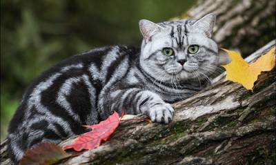 Pisica British Shorthair - Descriere rasa, poze (roca) Pisica British Shorthair - descriere rasa, fotografie
