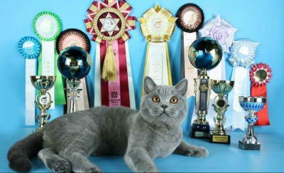 Pisica British Shorthair - Descriere rasa, poze (Shorthair) Pisica British Shorthair - descriere rasa, fotografie