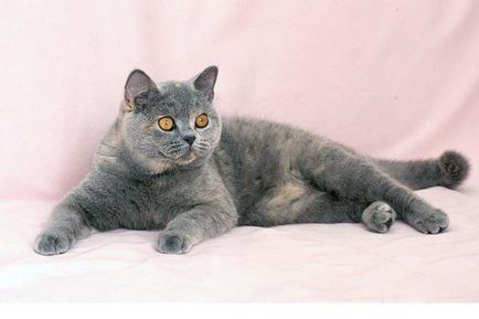 Pisica British Shorthair - Descriere rasa, poze (roca) Pisica British Shorthair - descriere rasa, fotografie