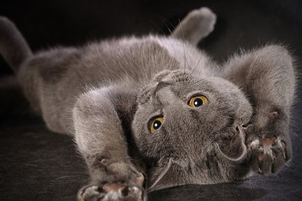 Shorthair cat britanic - descriere rasa, fotografii (British Shorthair) Pisica British Shorthair - descriere rasa, fotografie