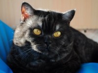 Shorthair cat britanic - descriere rasa, fotografii (British Shorthair) Pisica British Shorthair - descriere rasa, fotografie