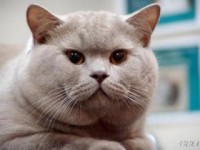 Pisica British Shorthair - Descriere rasa, poze (cat British Shorthair) Pisica British Shorthair - descriere rasa, fotografie