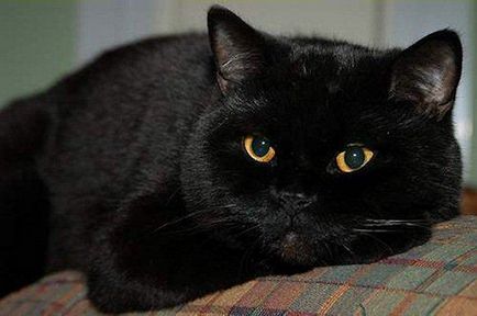 Pisica British Shorthair - Descriere rasa, poze (britanice) Pisica British Shorthair - descriere rasa, fotografie