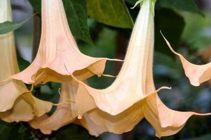 de îngrijire la domiciliu Brugmansia în timpul iernii, tăierea, boala (de îngrijire) de îngrijire la domiciliu Brugmansia în timpul iernii, tăierea, boala